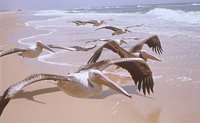 pelicans on the move
